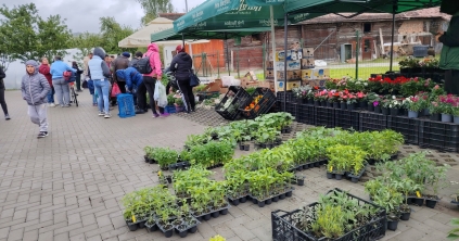 Az esős idő ellenére is népszerű volt a Palántanap Csíkszentmártonban